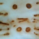 Rust printing for artroom